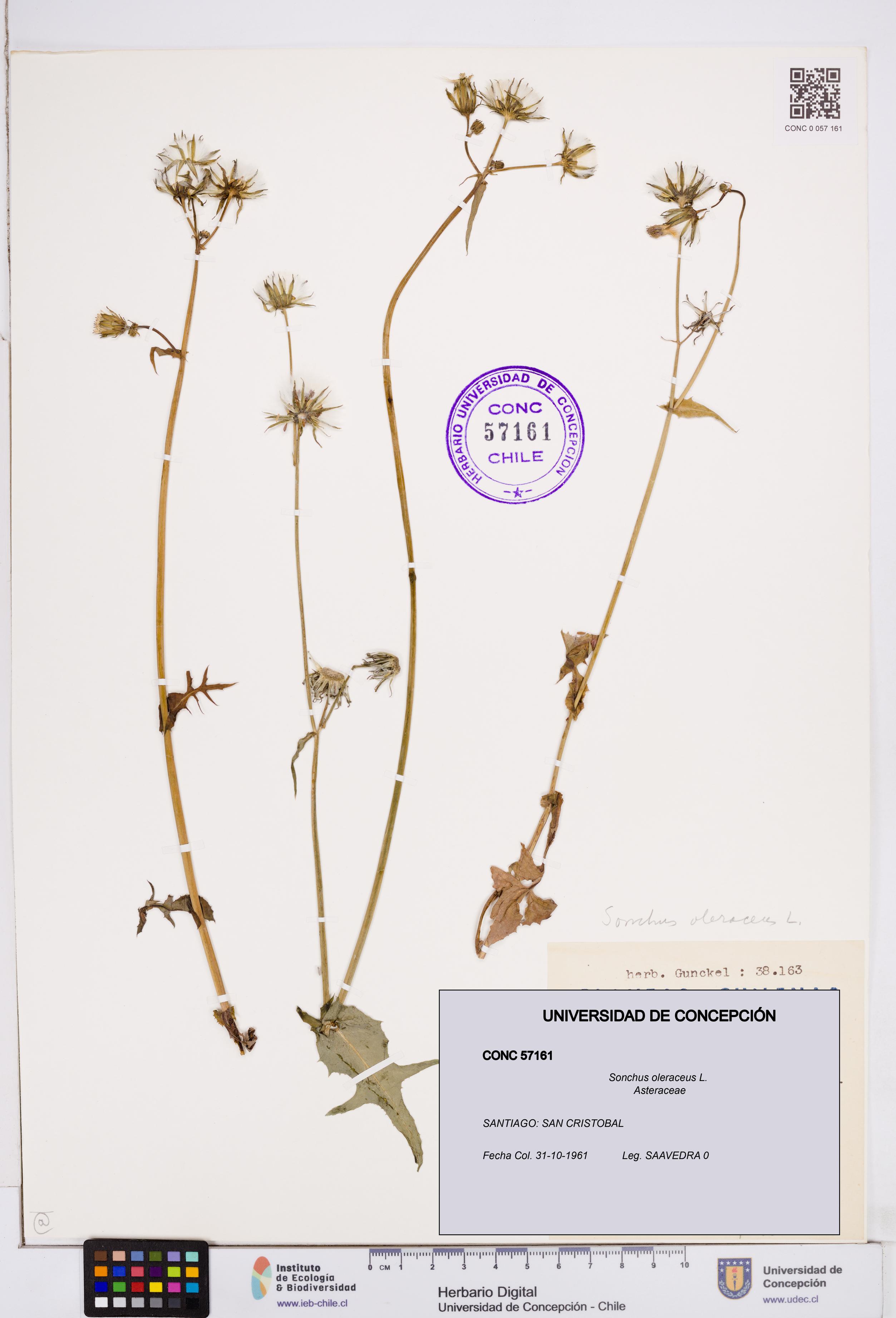 Sonchus oleraceus [Espécimen: ]