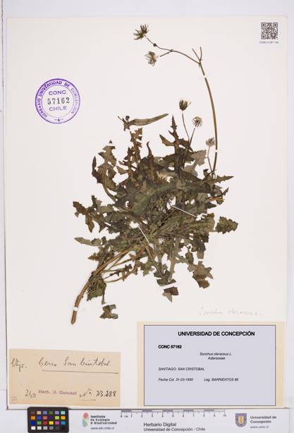 Sonchus oleraceus [Espécimen: ]