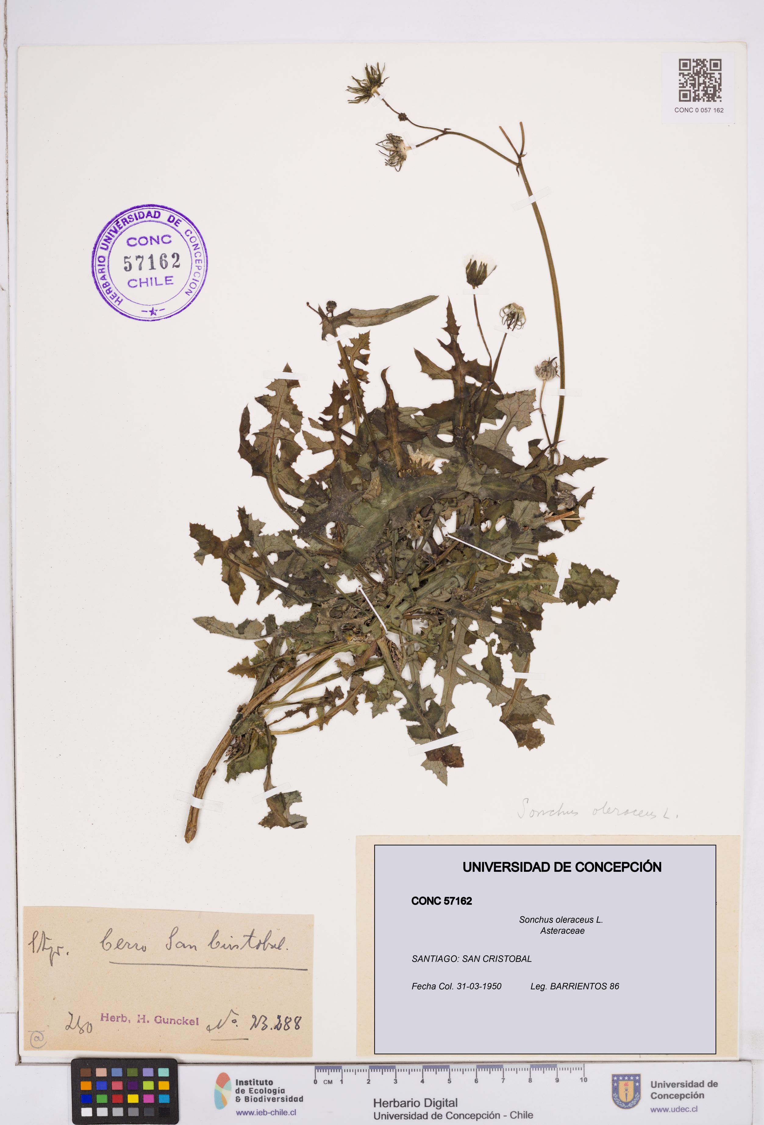 Sonchus oleraceus [Espécimen: ]