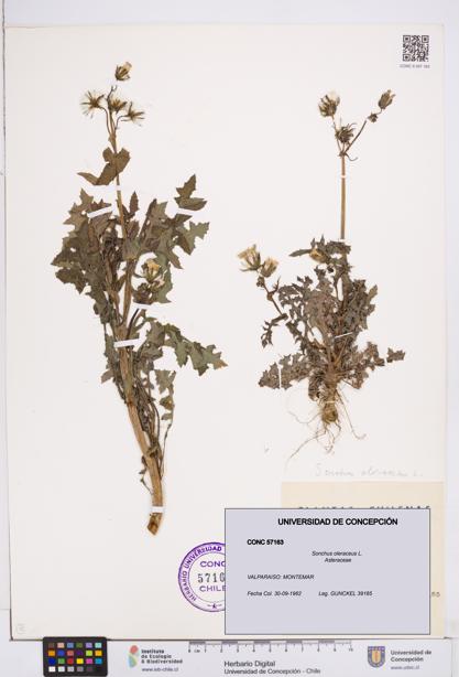 Sonchus oleraceus [Espécimen: ]