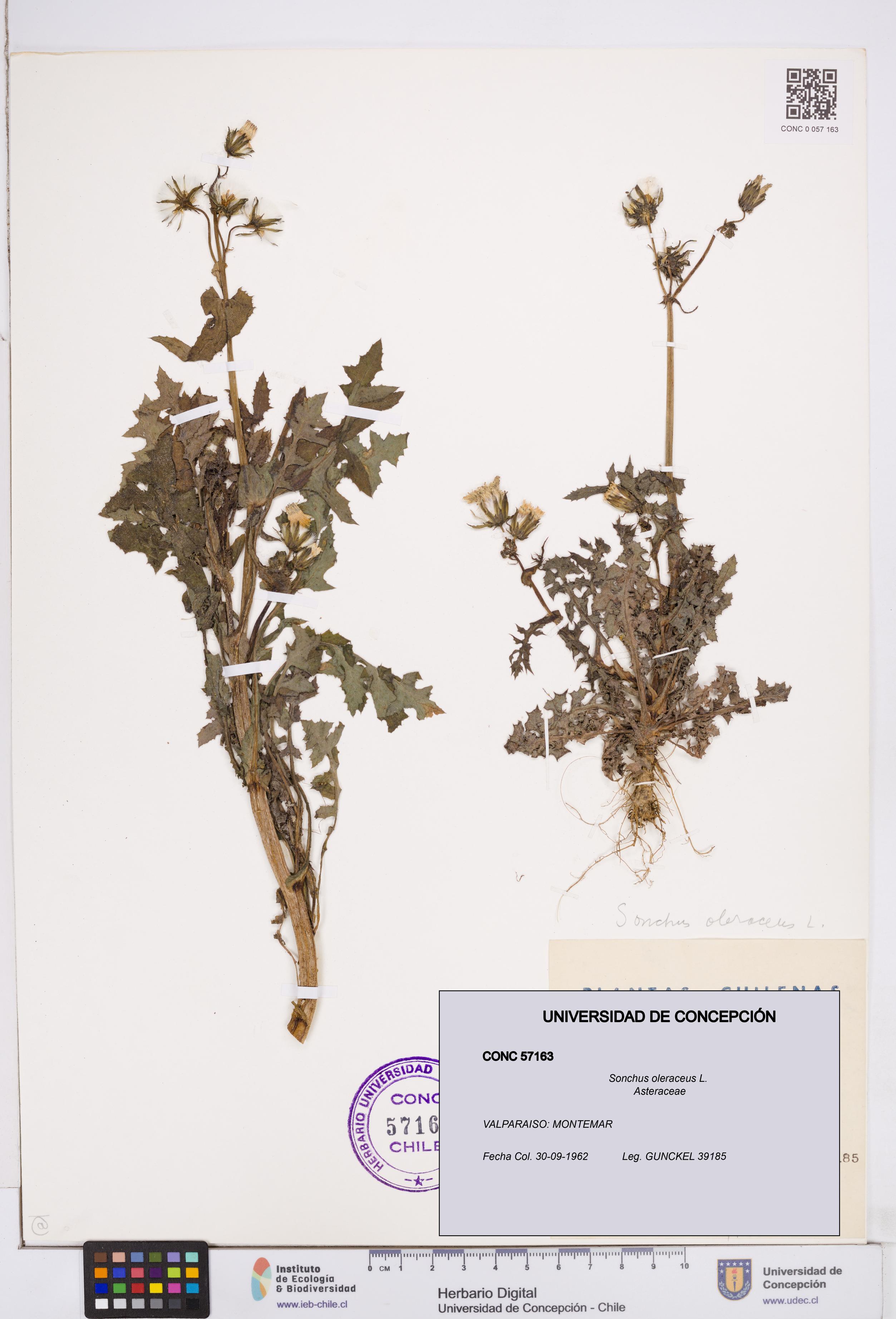 Sonchus oleraceus [Espécimen: ]