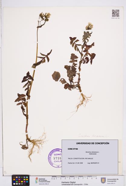Sonchus oleraceus [Espécimen: ]