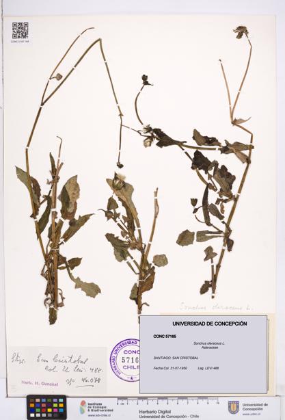 Sonchus oleraceus [Espécimen: ]