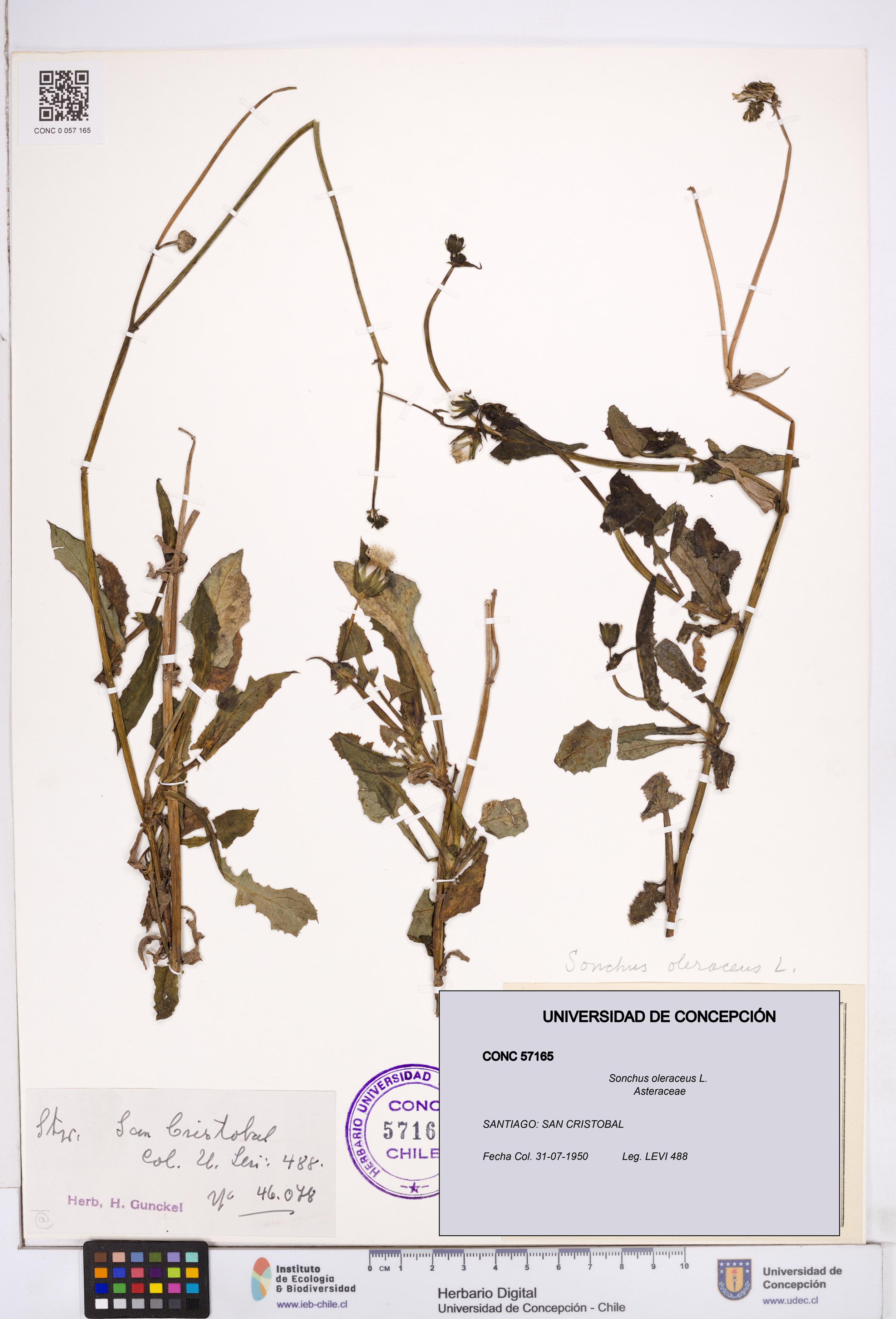 Sonchus oleraceus [Espécimen: ]
