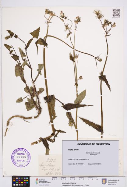 Sonchus oleraceus [Espécimen: ]