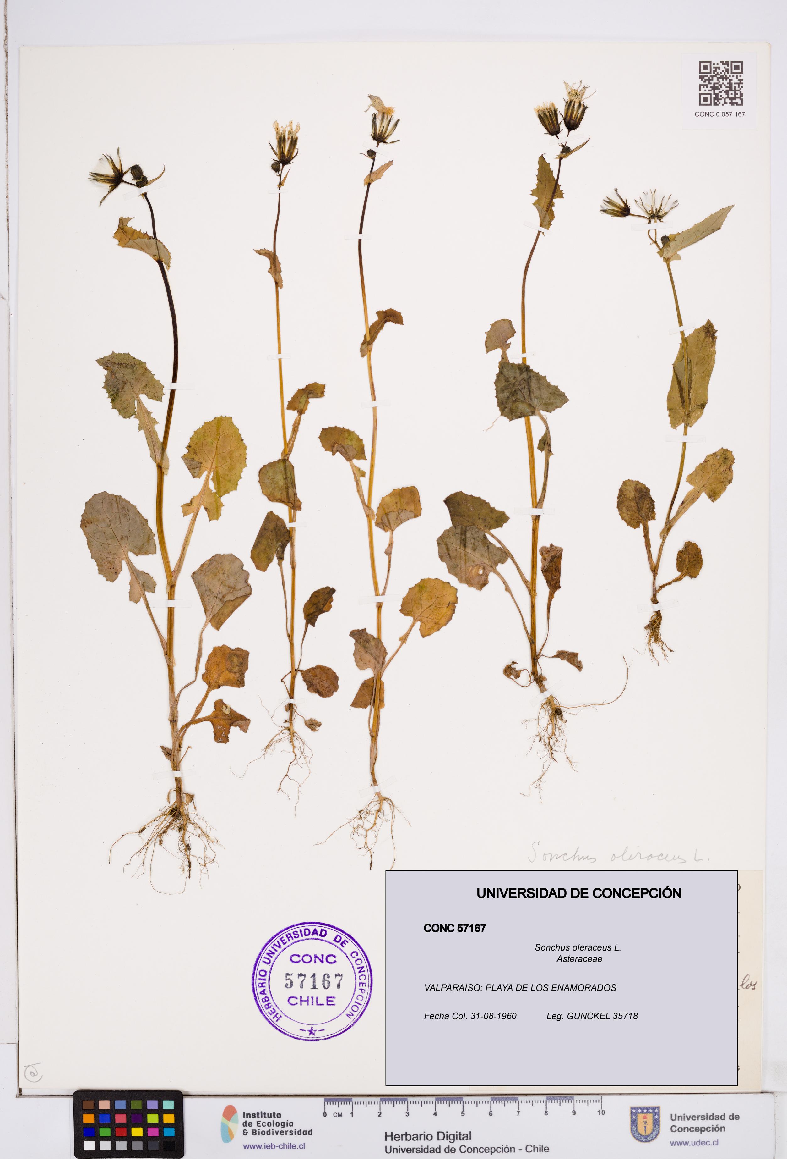 Sonchus oleraceus [Espécimen: ]