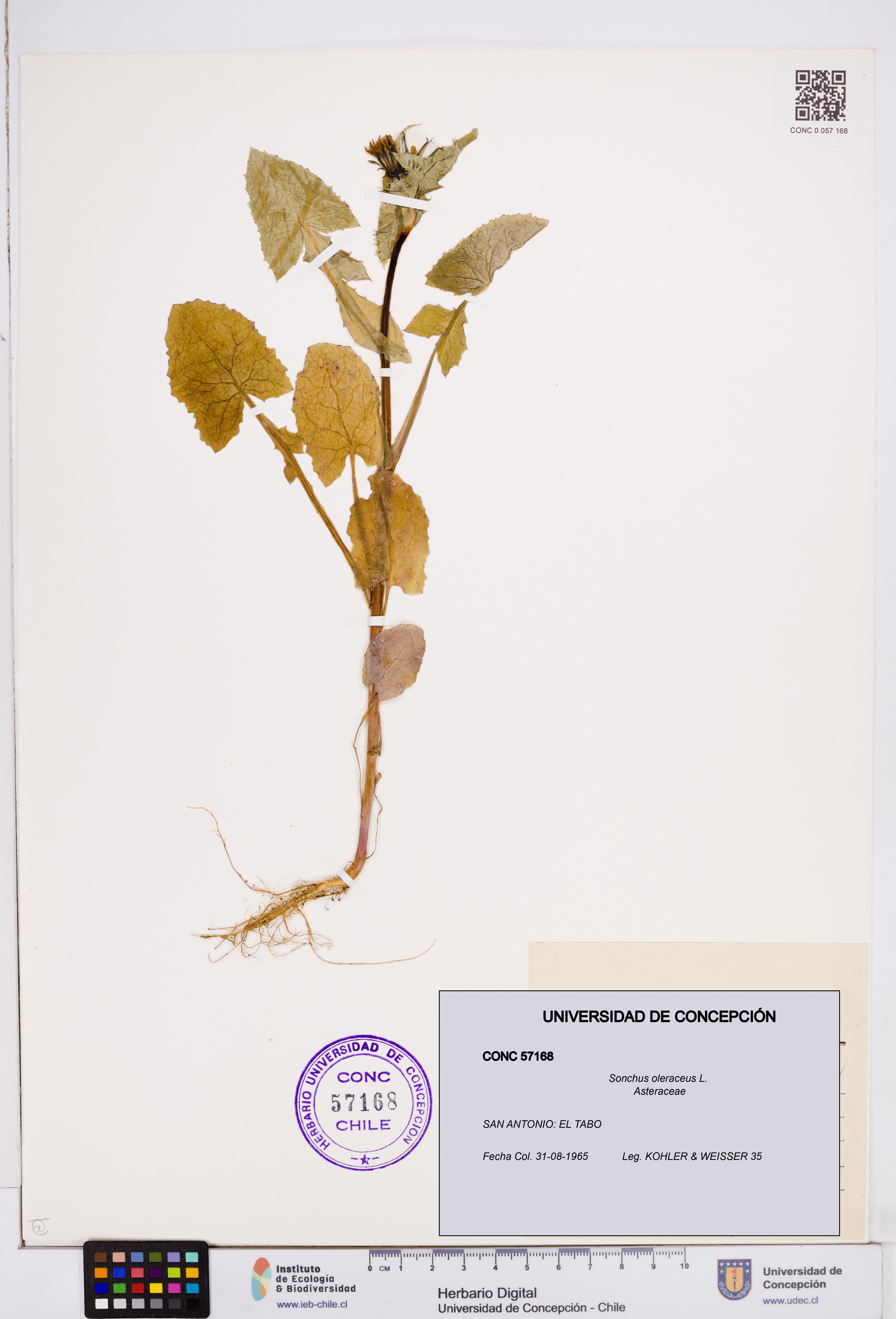 Sonchus oleraceus [Espécimen: ]