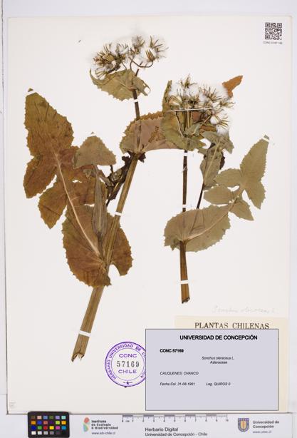 Sonchus oleraceus [Espécimen: ]