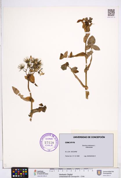 Sonchus oleraceus [Espécimen: ]