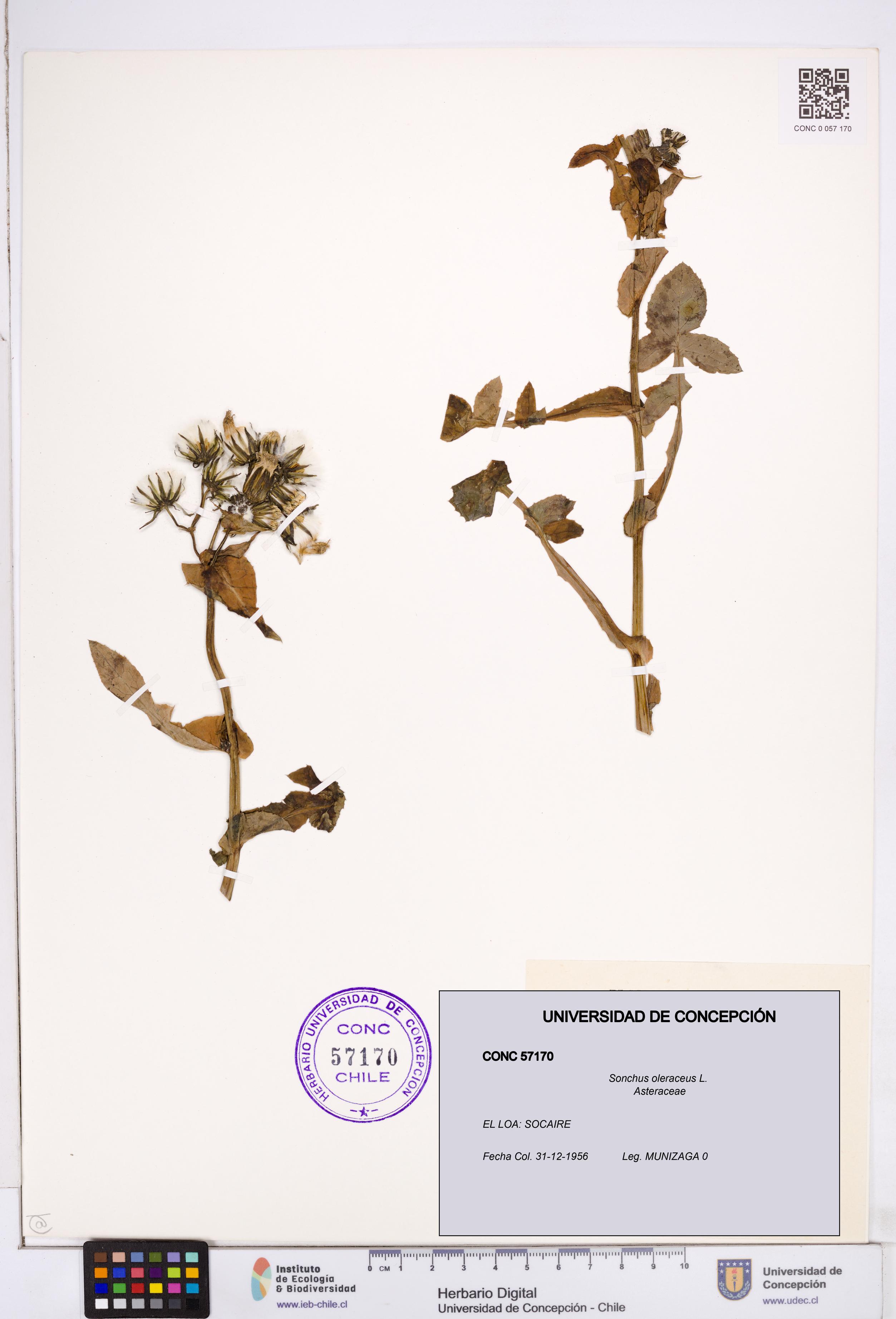 Sonchus oleraceus [Espécimen: ]
