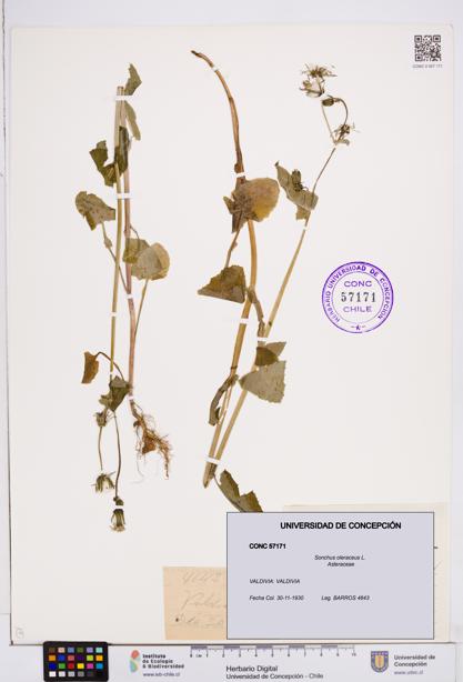 Sonchus oleraceus [Espécimen: ]
