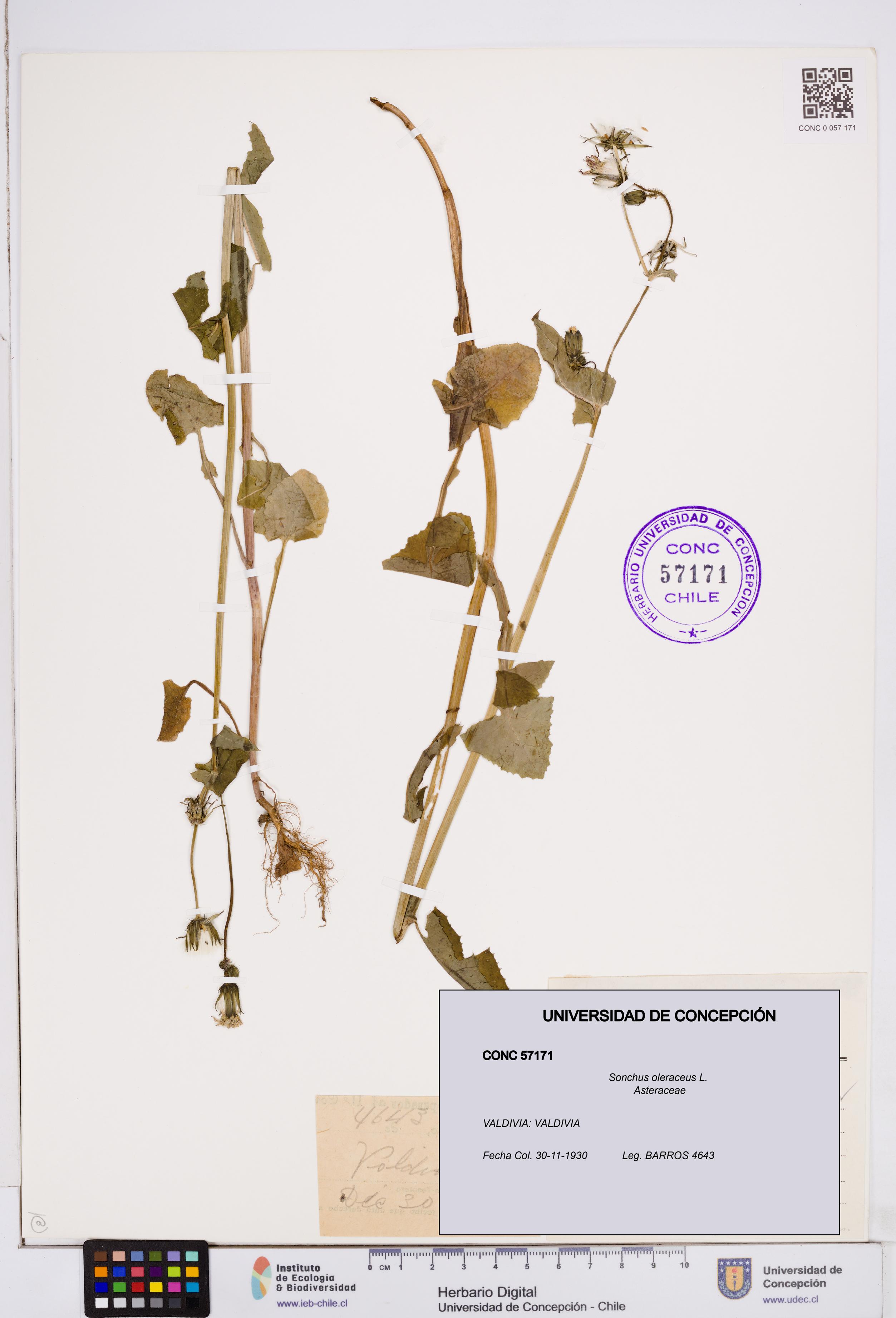 Sonchus oleraceus [Espécimen: ]