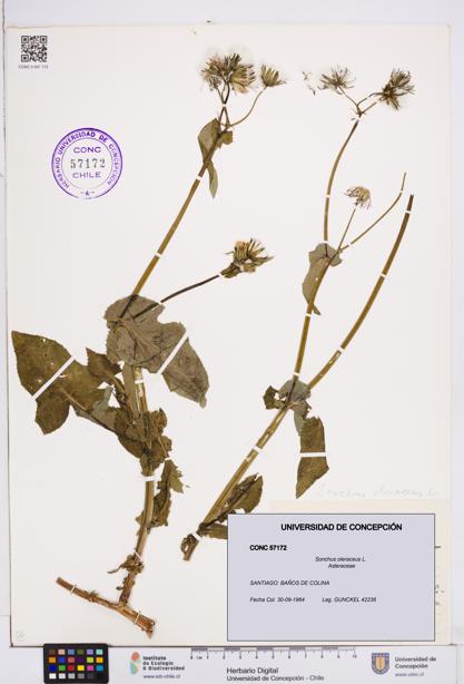 Sonchus oleraceus [Espécimen: ]