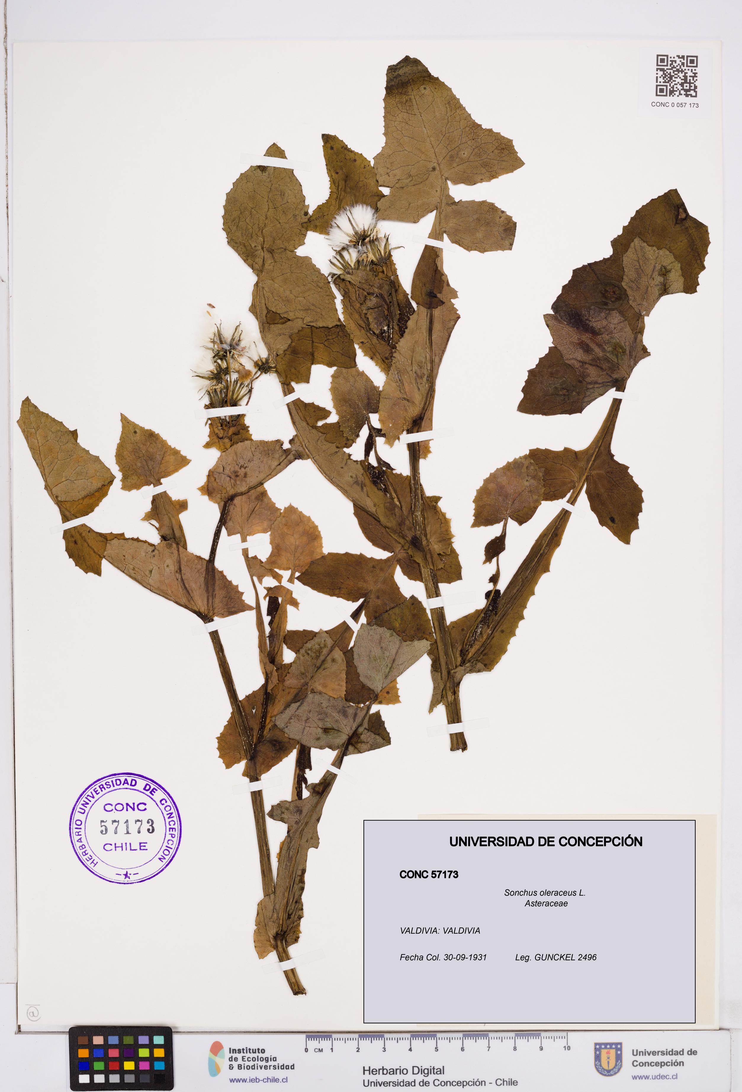 Sonchus oleraceus [Espécimen: ]