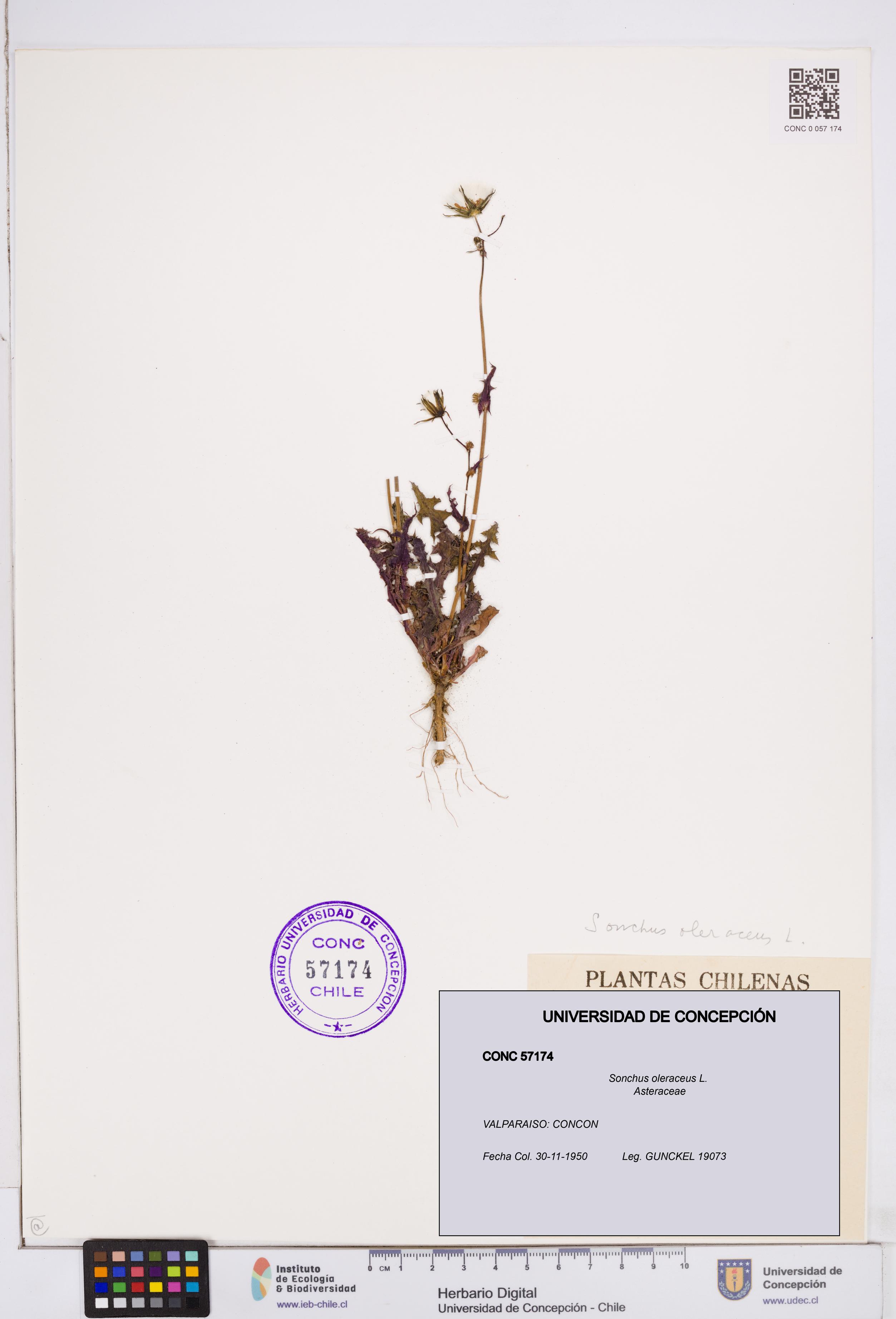 Sonchus oleraceus [Espécimen: ]