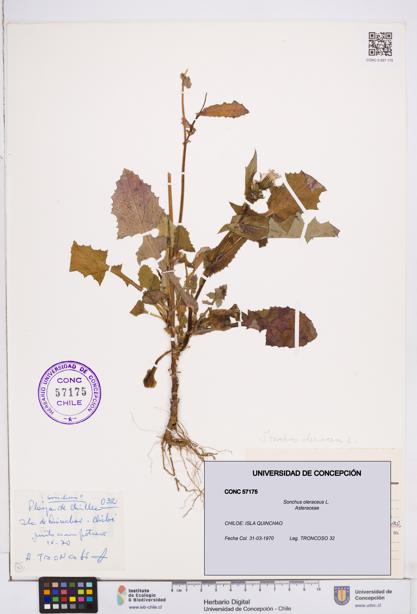 Sonchus oleraceus [Espécimen: ]