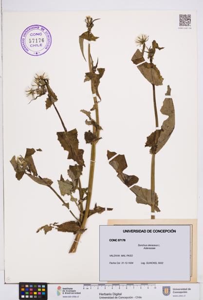 Sonchus oleraceus [Espécimen: ]