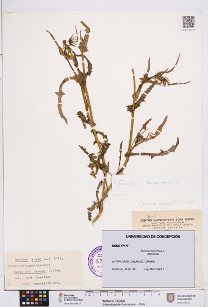 Sonchus tenerrimus [Espécimen: ]