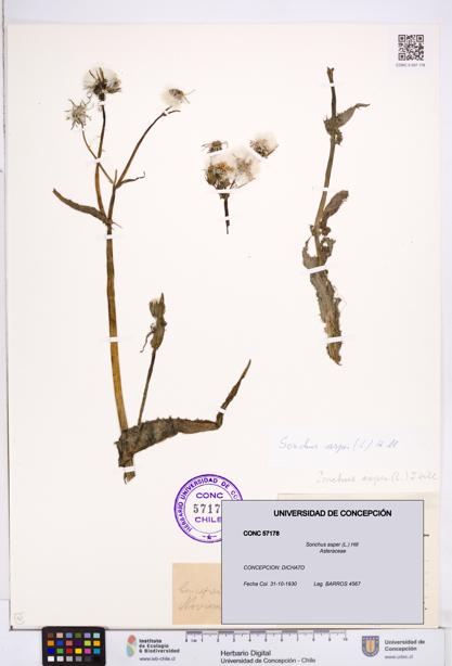 Sonchus asper [Espécimen: ]