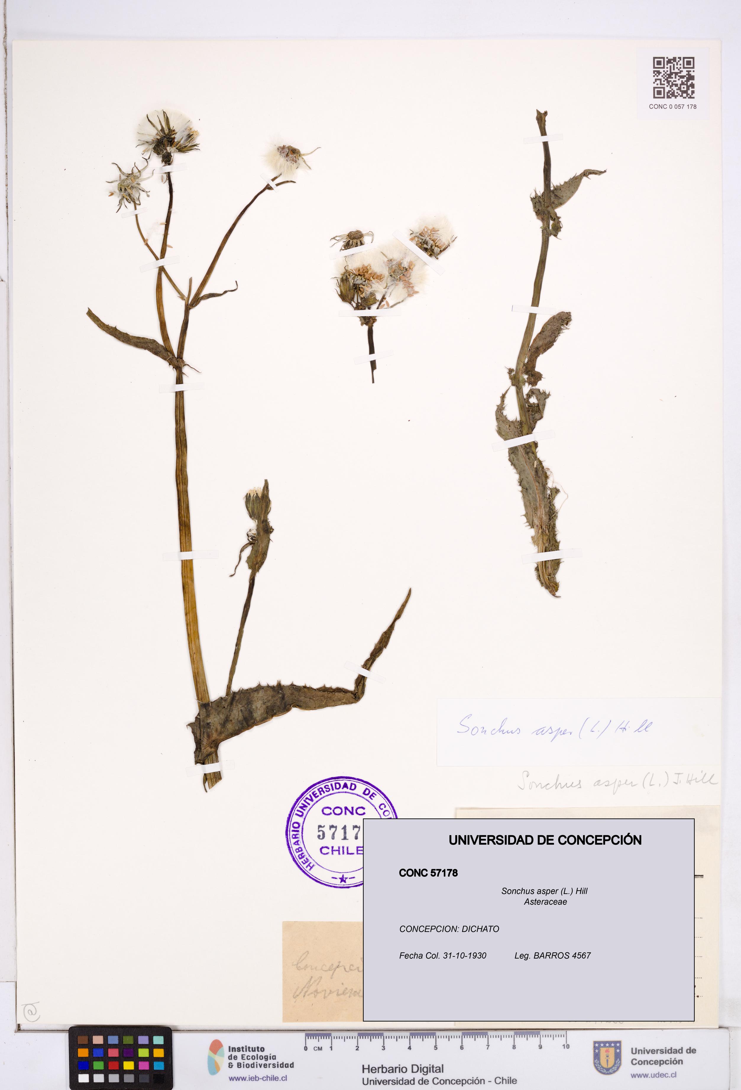 Sonchus asper [Espécimen: ]