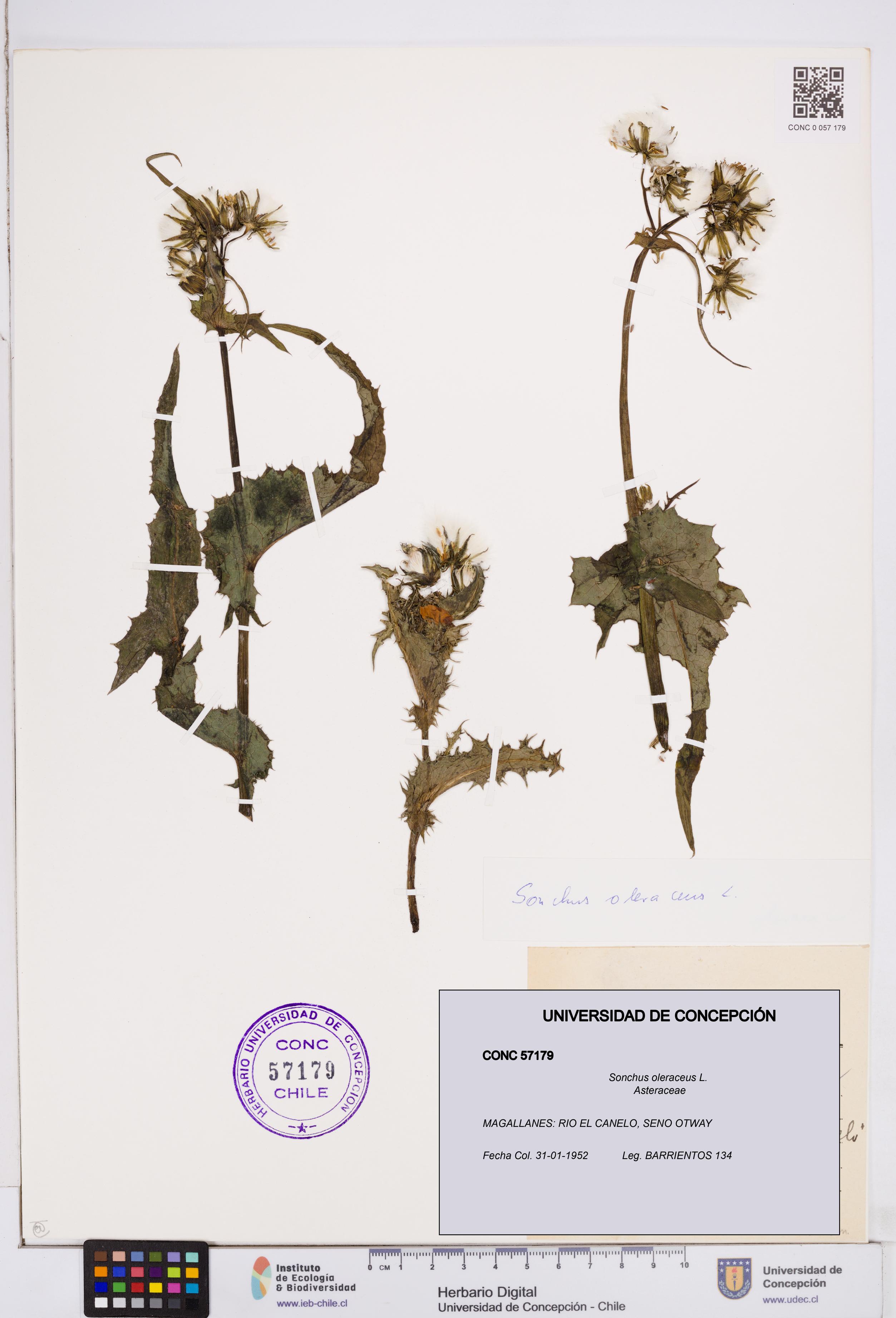 Sonchus oleraceus [Espécimen: ]
