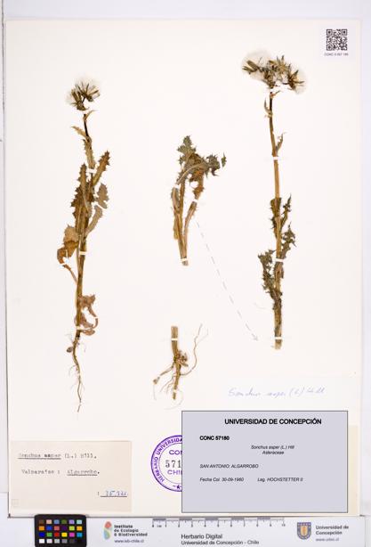 Sonchus asper [Espécimen: ]