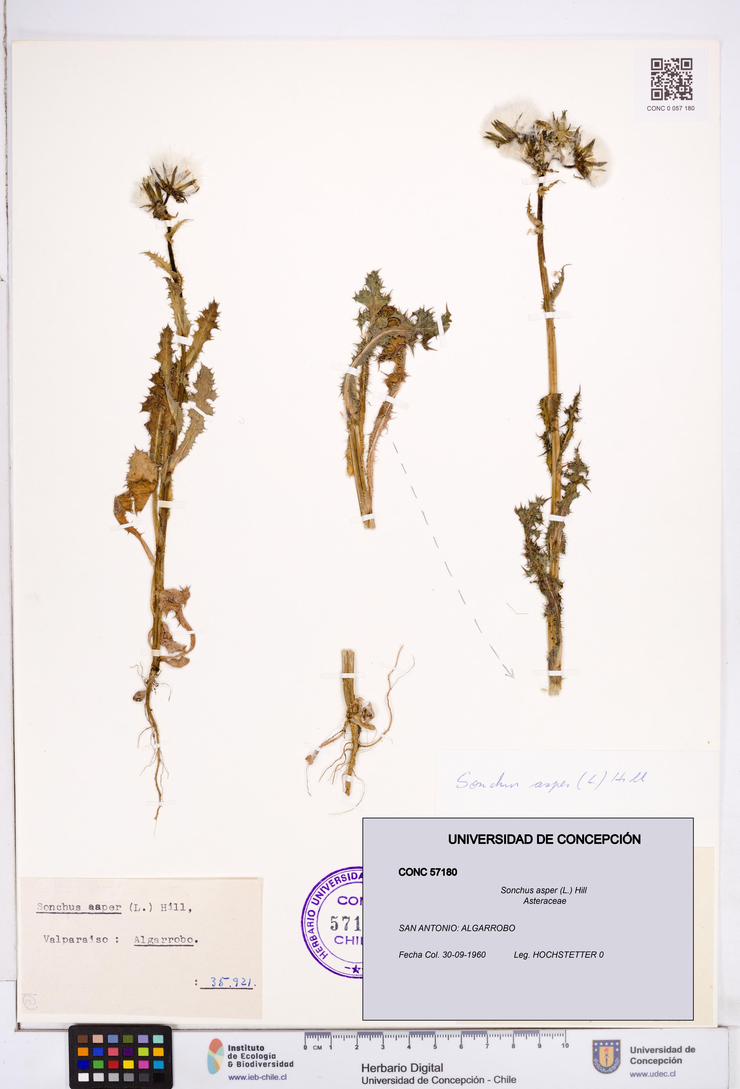 Sonchus asper [Espécimen: ]