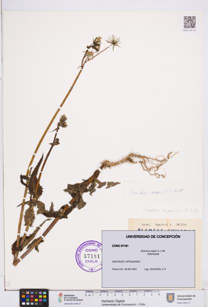 Sonchus asper [Espécimen: ]