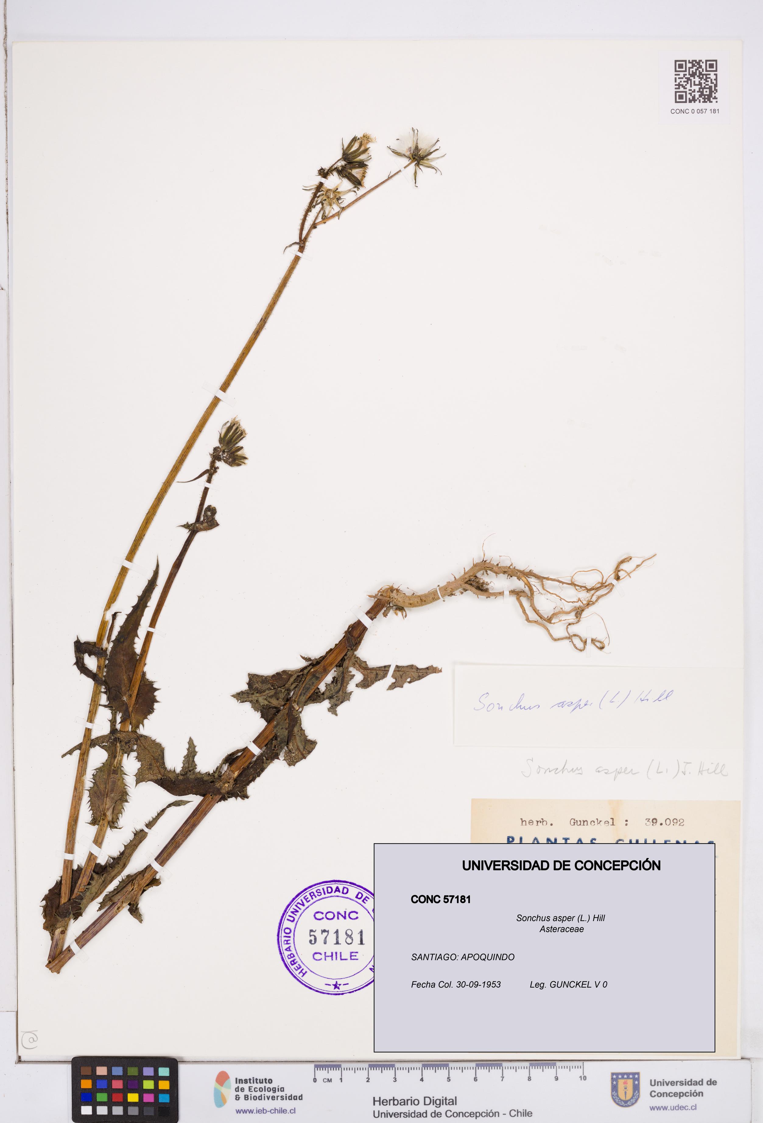Sonchus asper [Espécimen: ]