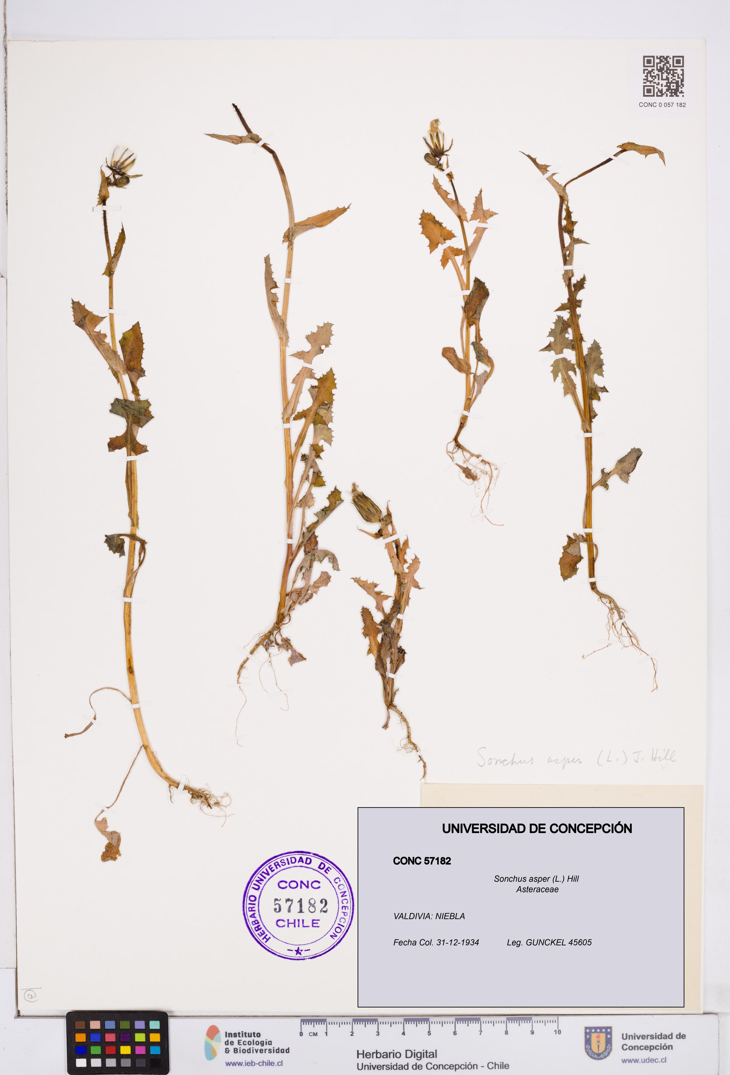 Sonchus asper [Espécimen: ]