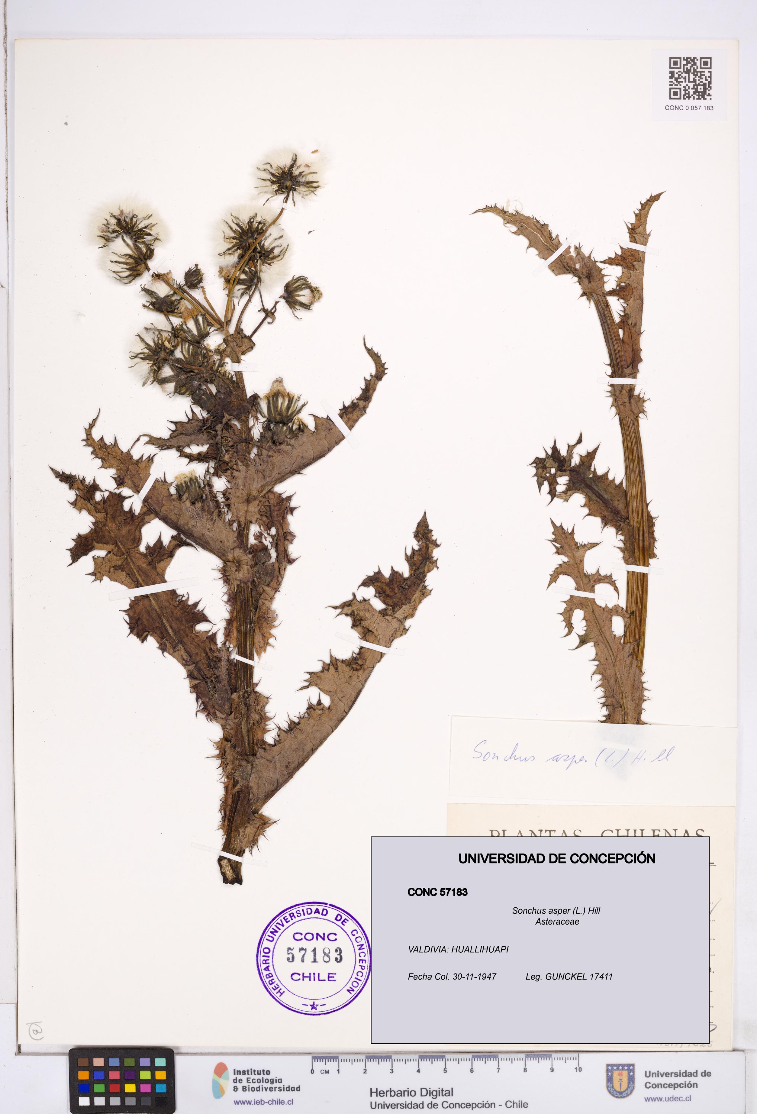 Sonchus asper [Espécimen: ]