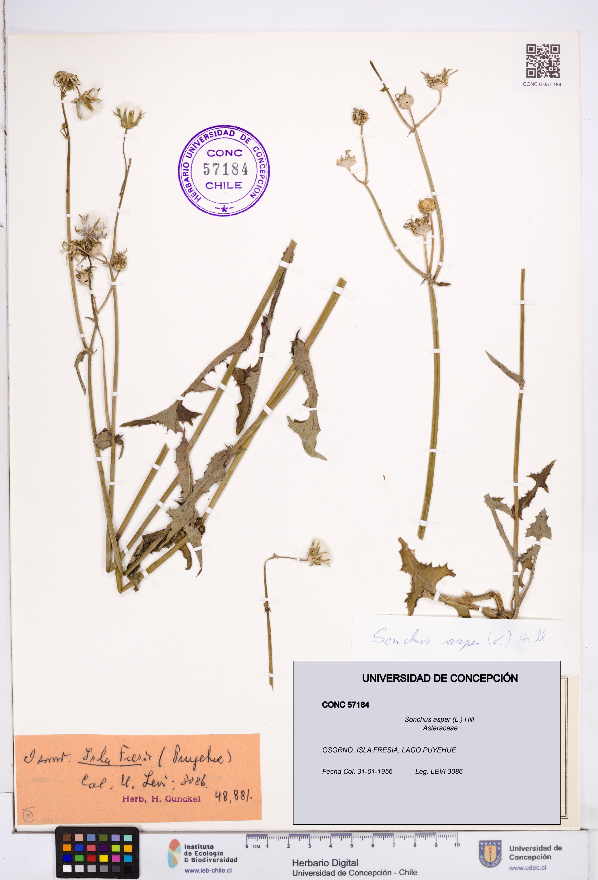 Sonchus asper [Espécimen: ]