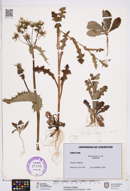 Sonchus asper [Espécimen: ]