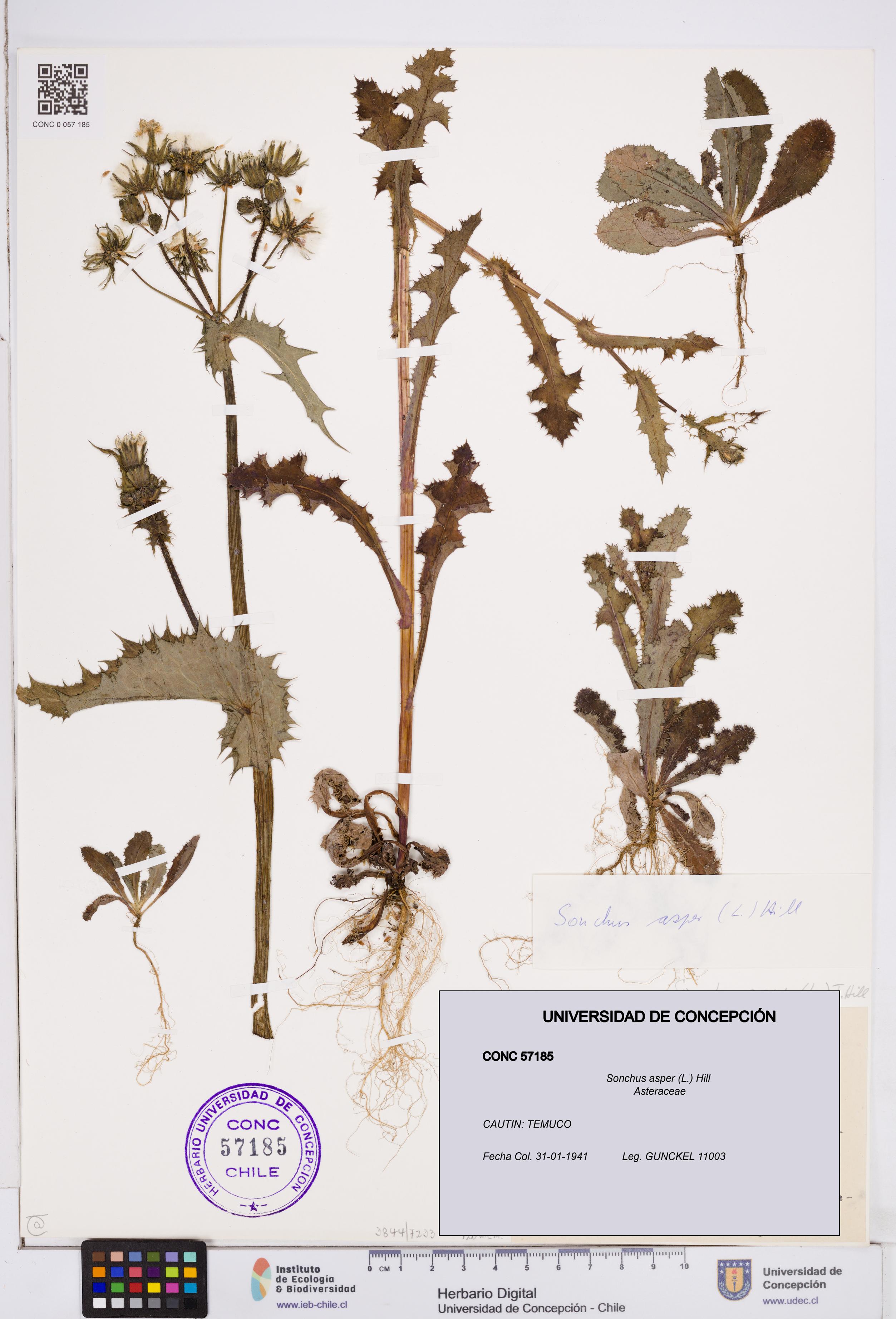 Sonchus asper [Espécimen: ]