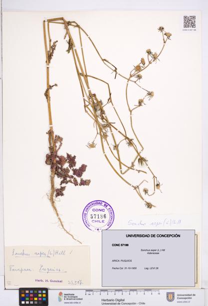 Sonchus asper [Espécimen: ]
