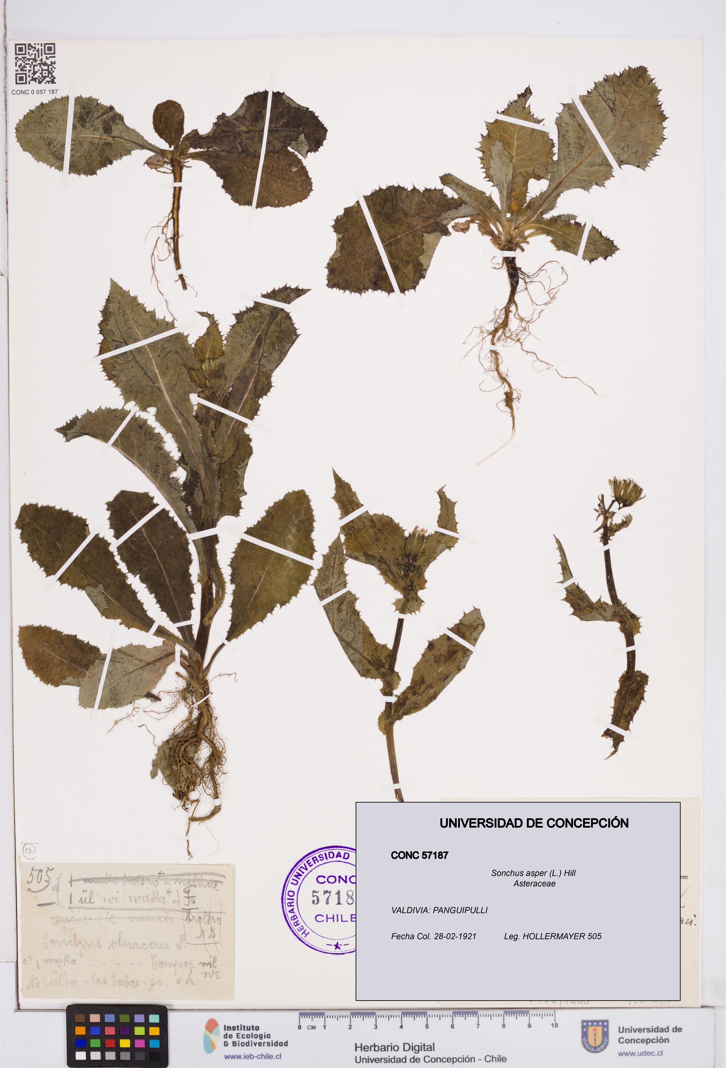 Sonchus asper [Espécimen: ]