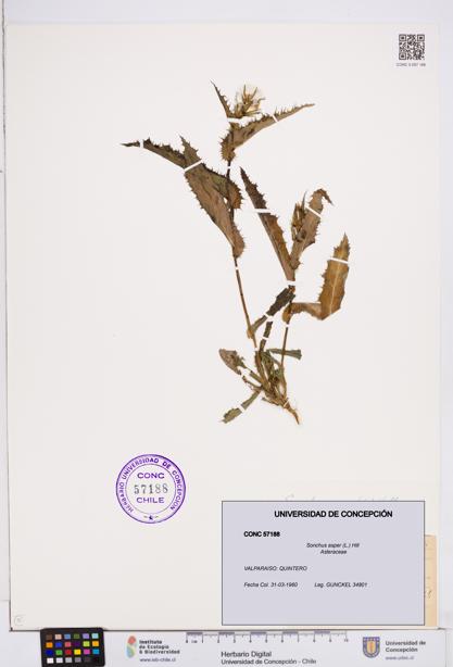 Sonchus asper [Espécimen: ]