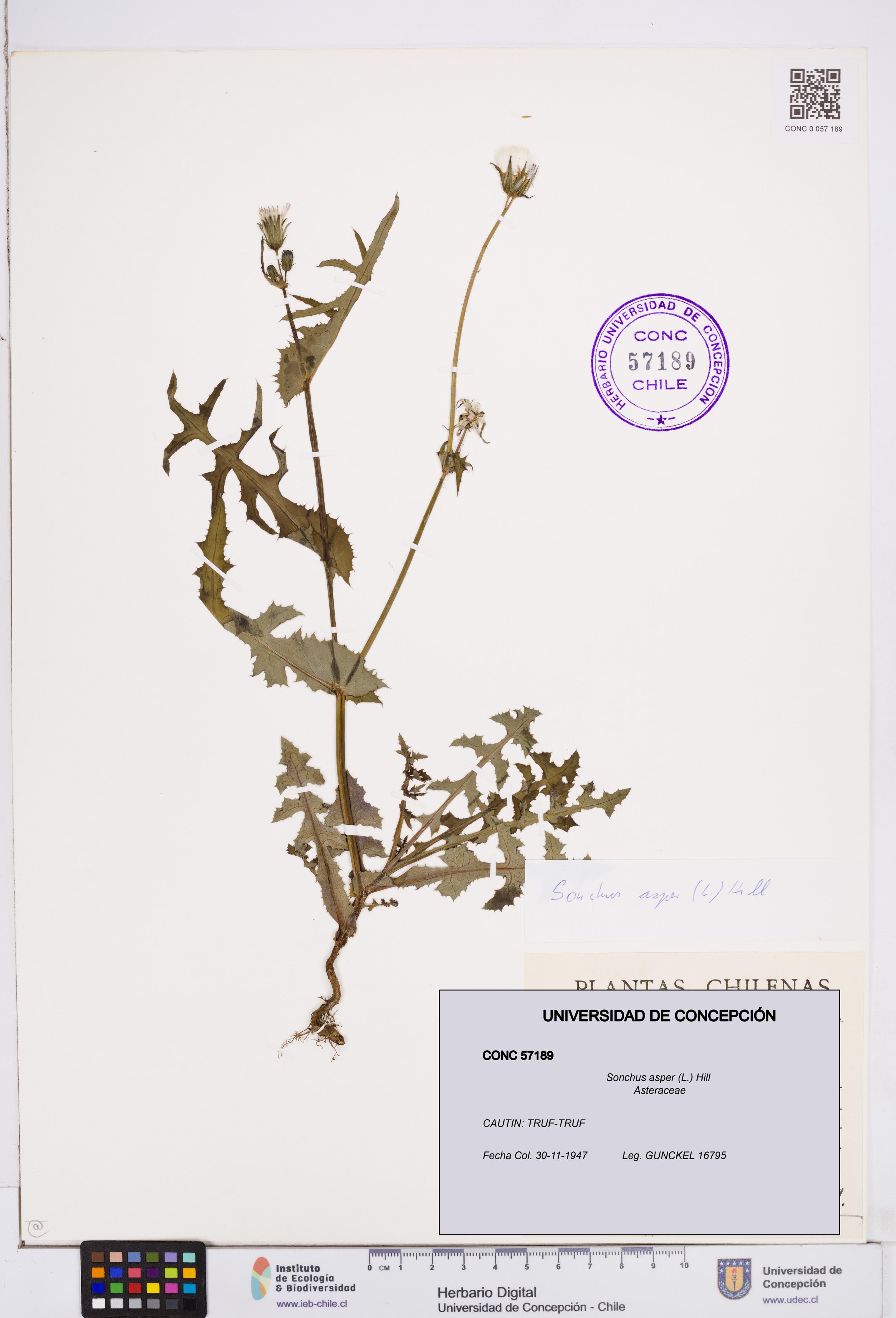 Sonchus asper [Espécimen: ]