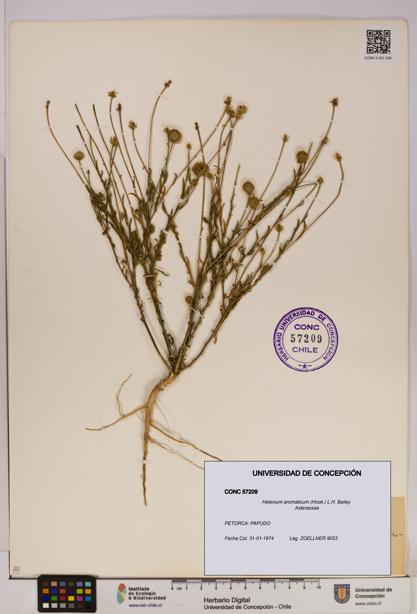 Helenium aromaticum [Espécimen: UDEC:CONC:0057209]