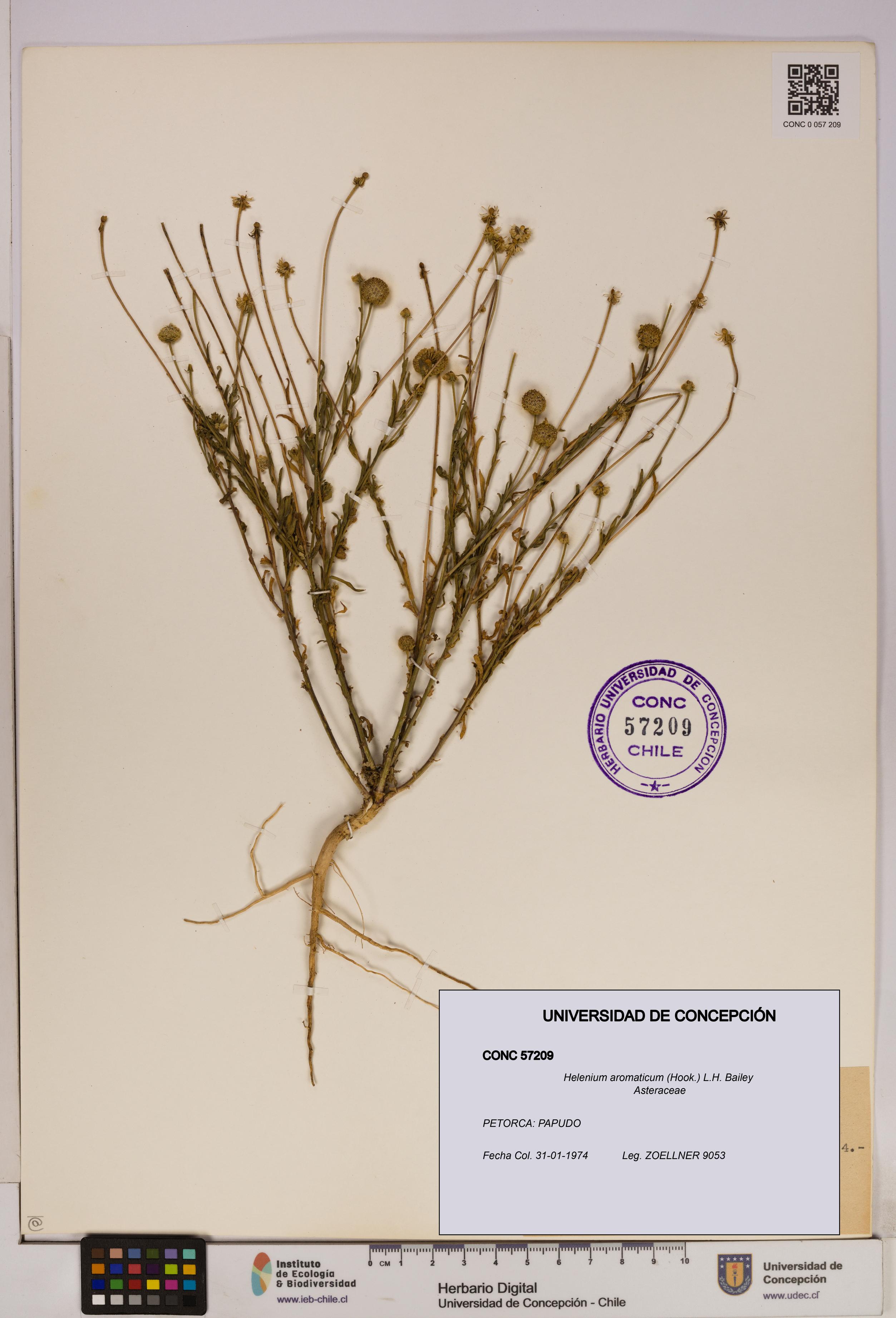 Helenium aromaticum [Espécimen: UDEC:CONC:0057209]