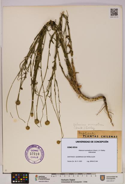 Helenium aromaticum [Espécimen: UDEC:CONC:0057210]