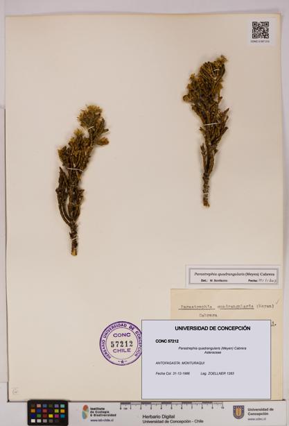 Parastrephia quadrangularis [Espécimen: UDEC:CONC:0057212]