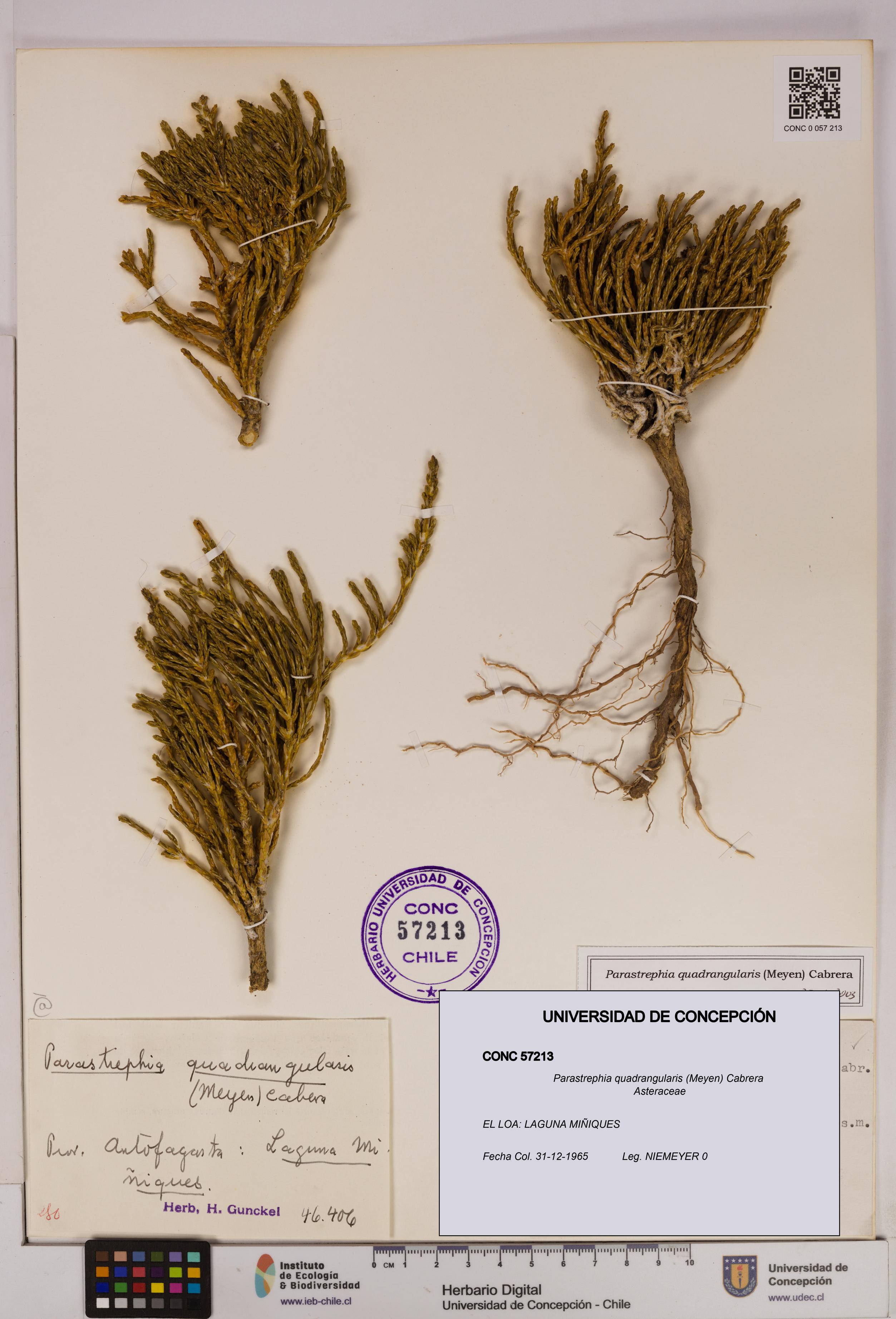 Parastrephia quadrangularis [Espécimen: UDEC:CONC:0057213]
