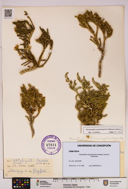 Parastrephia quadrangularis [Espécimen: UDEC:CONC:0057214]