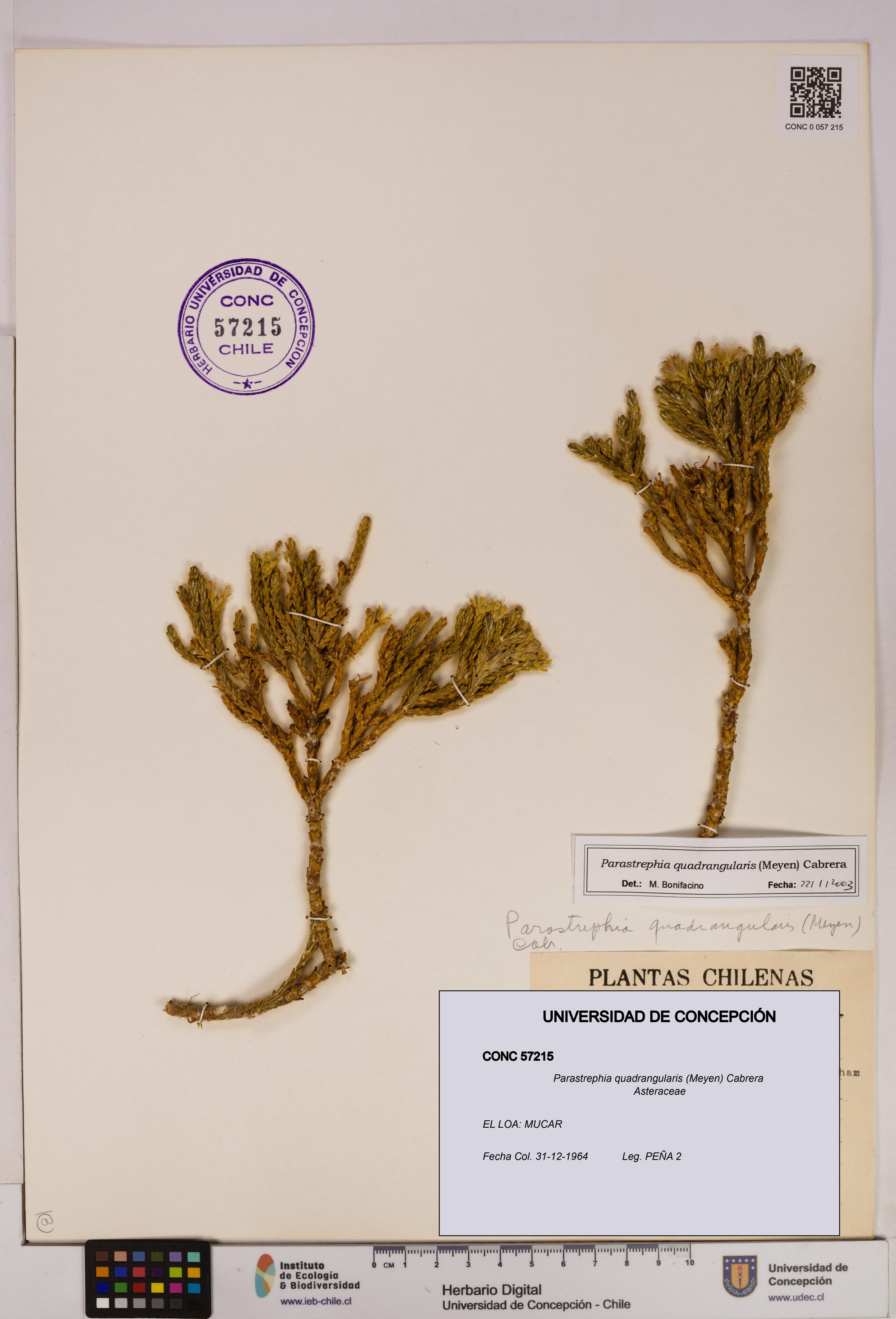 Parastrephia quadrangularis [Espécimen: UDEC:CONC:0057215]