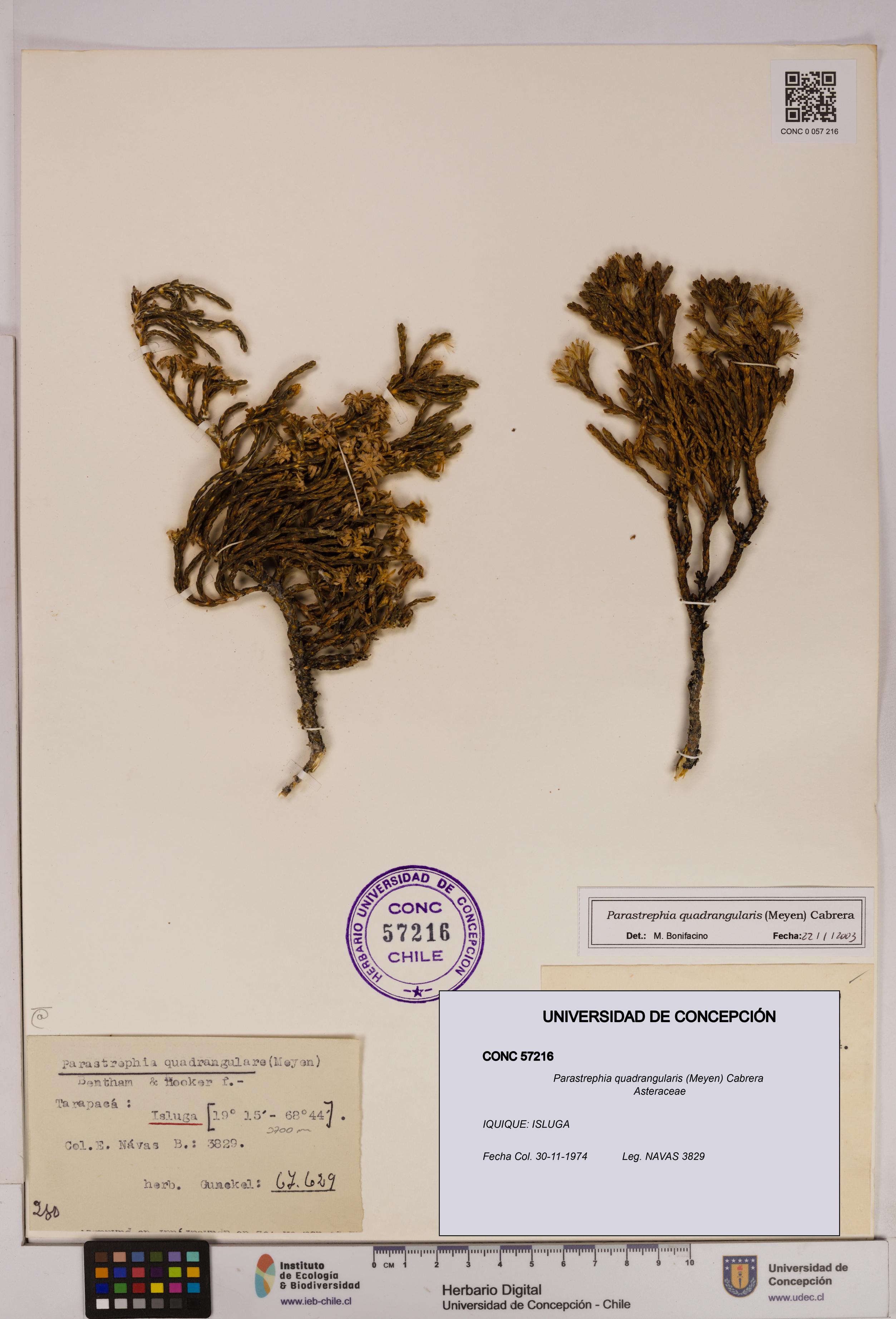 Parastrephia quadrangularis [Espécimen: UDEC:CONC:0057216]