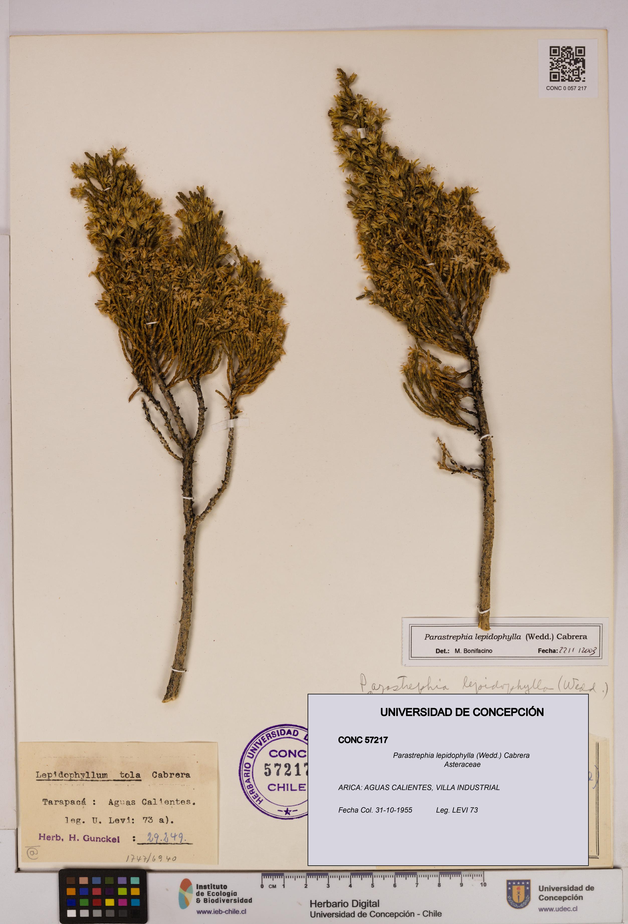 Parastrephia lepidophylla [Espécimen: UDEC:CONC:0057217]