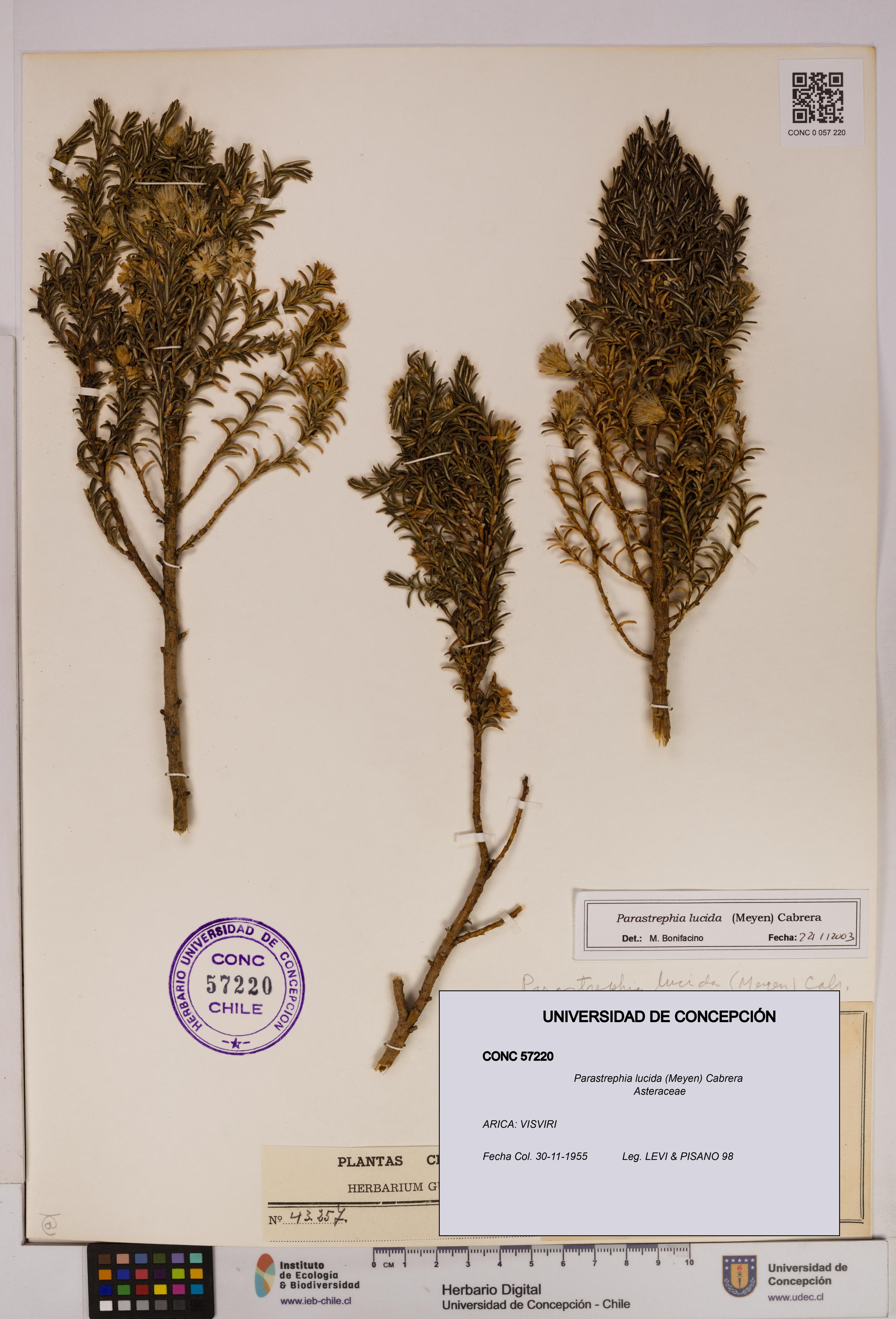 Parastrephia lucida [Espécimen: UDEC:CONC:0057220]