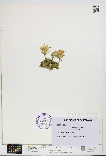 Perezia poeppigii [Espécimen: UDEC:CONC:0057222]