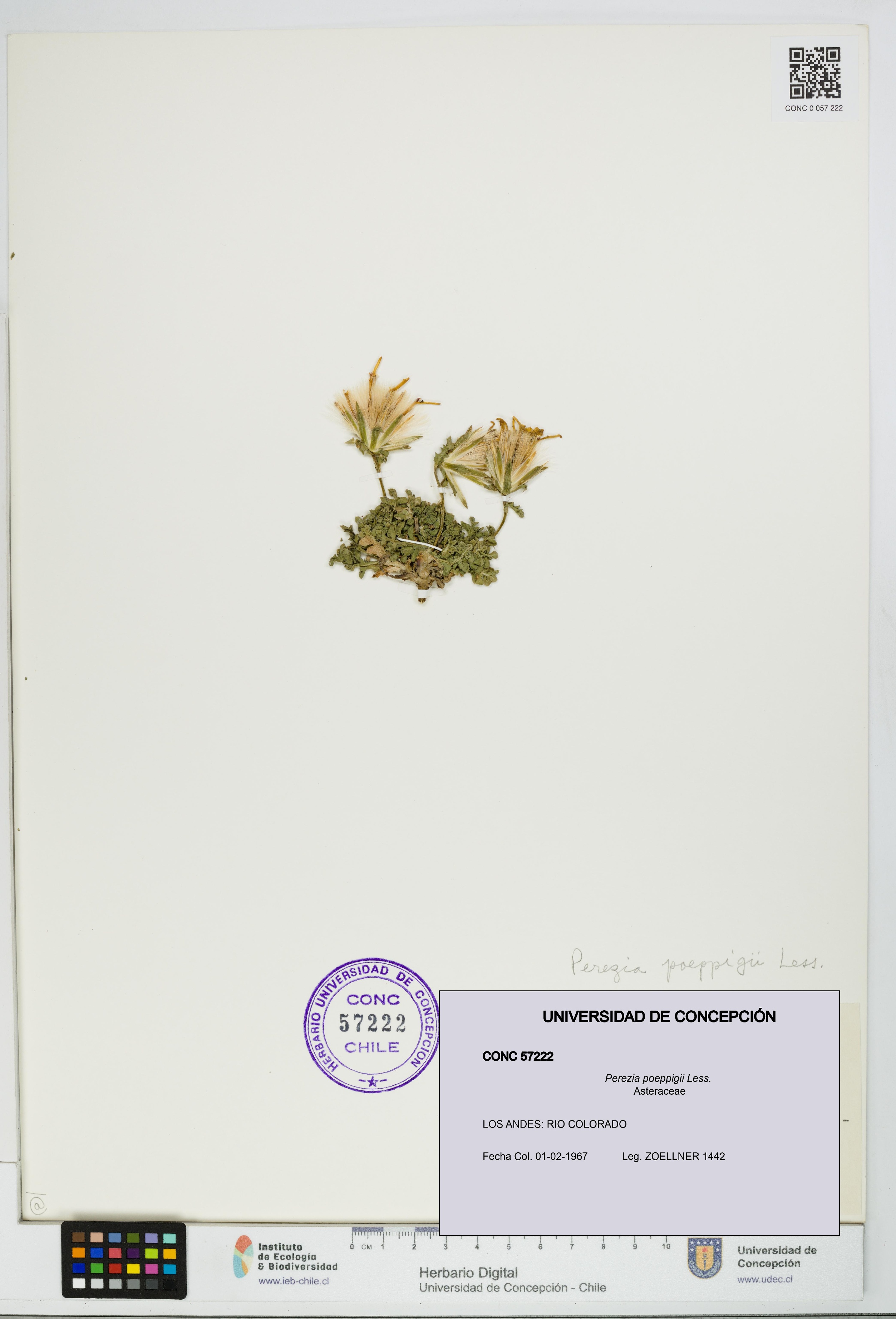 Perezia poeppigii [Espécimen: UDEC:CONC:0057222]